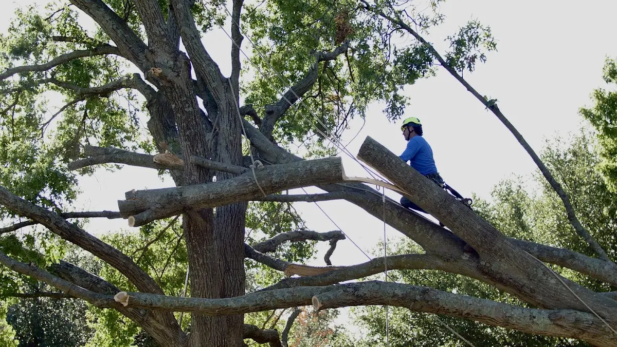Professional Hazardous Tree Removal performed by certified arborists in Kinder