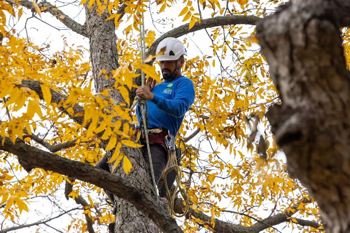 Skilled Tree Transplanting crew working in Kinder
